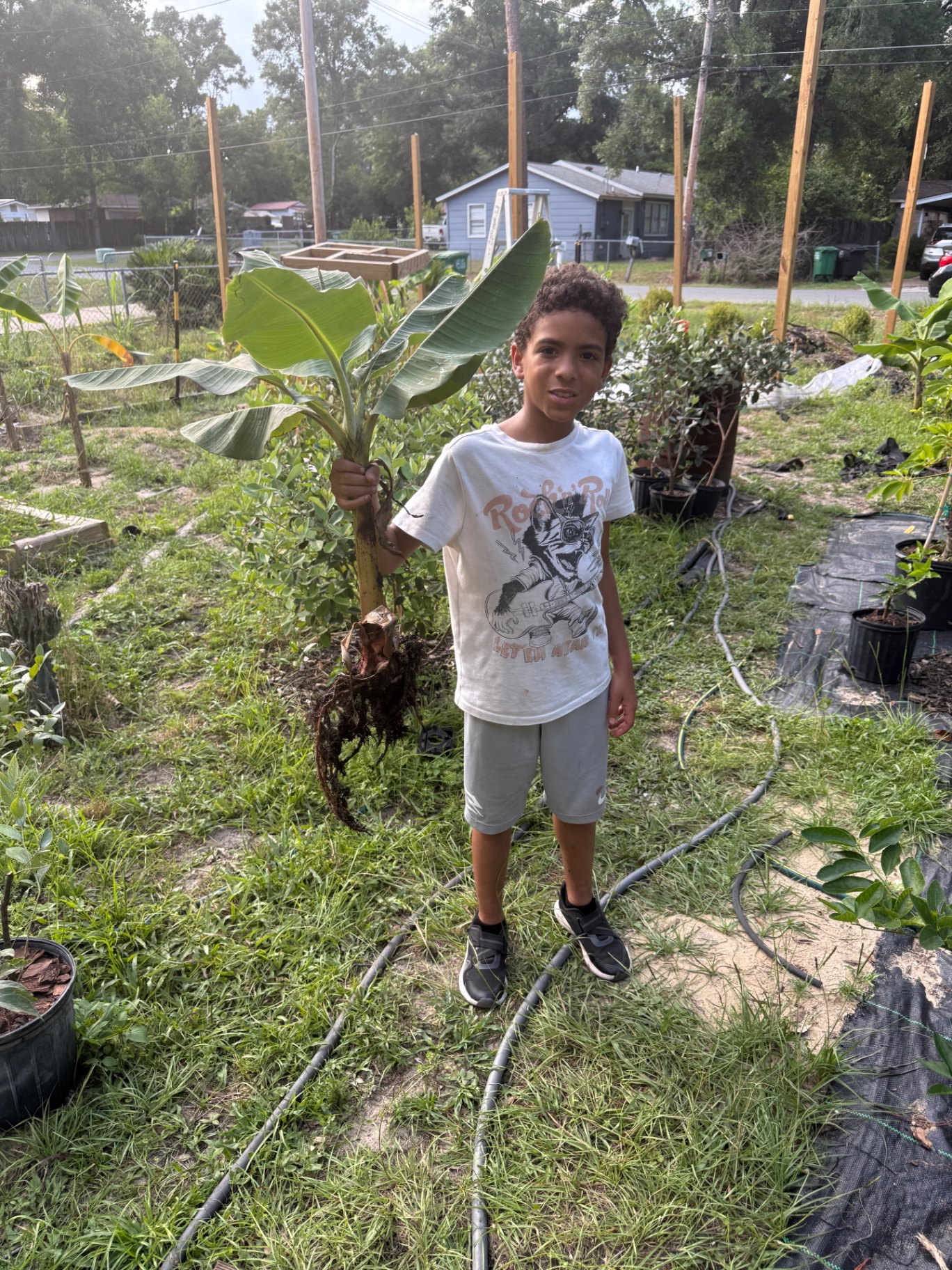 Youth holding a banana tree in a garden