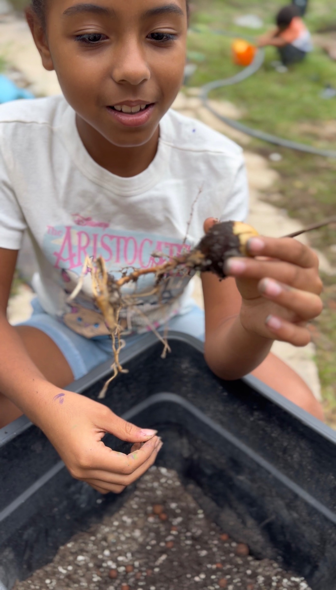 A child holding a seedling with roots in a garden bed
